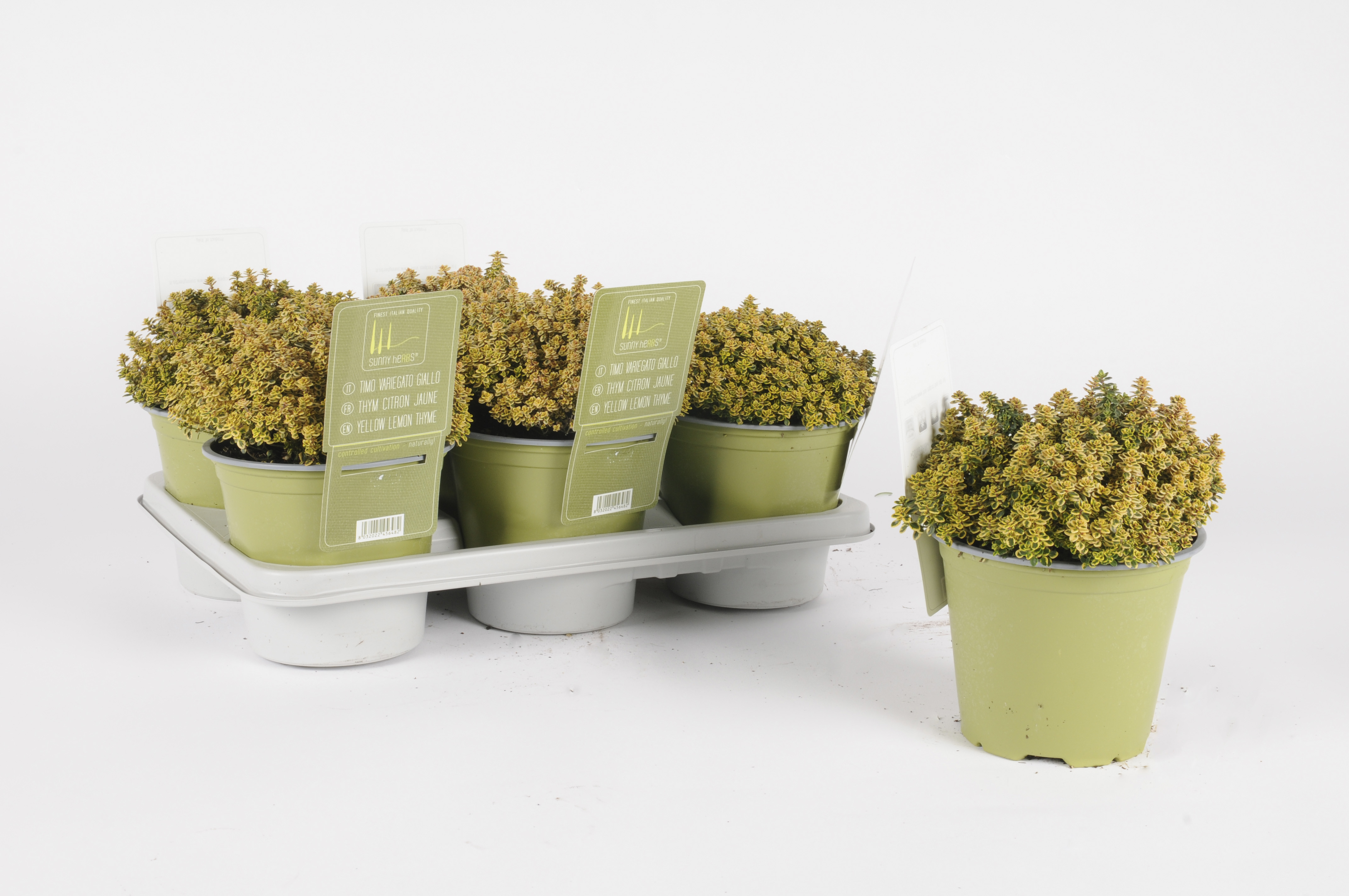 image produit THYM CITRON JAUNE D14 SH