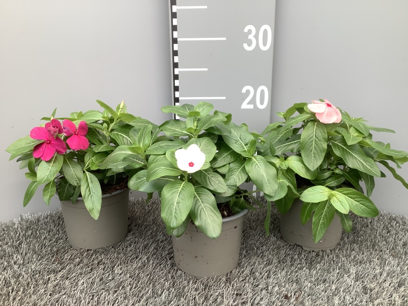 image produit VINCA CATHARANTHUS ROSEUS MIX