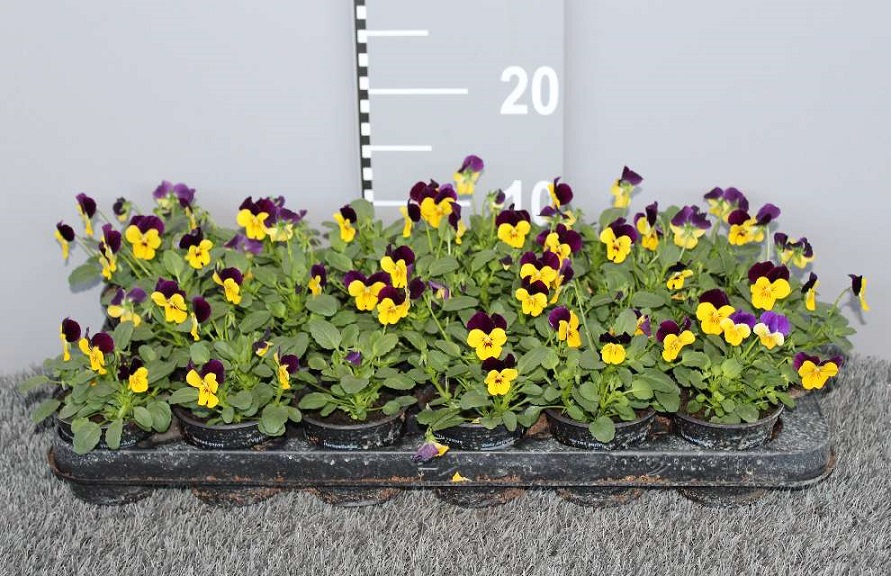 image produit VIOLA (CORNUTA GRP) D9
