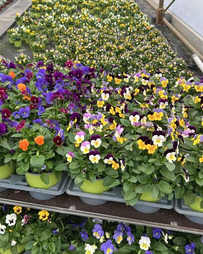 image produit VIOLA (CORNUTA GRP) MELANGE D1