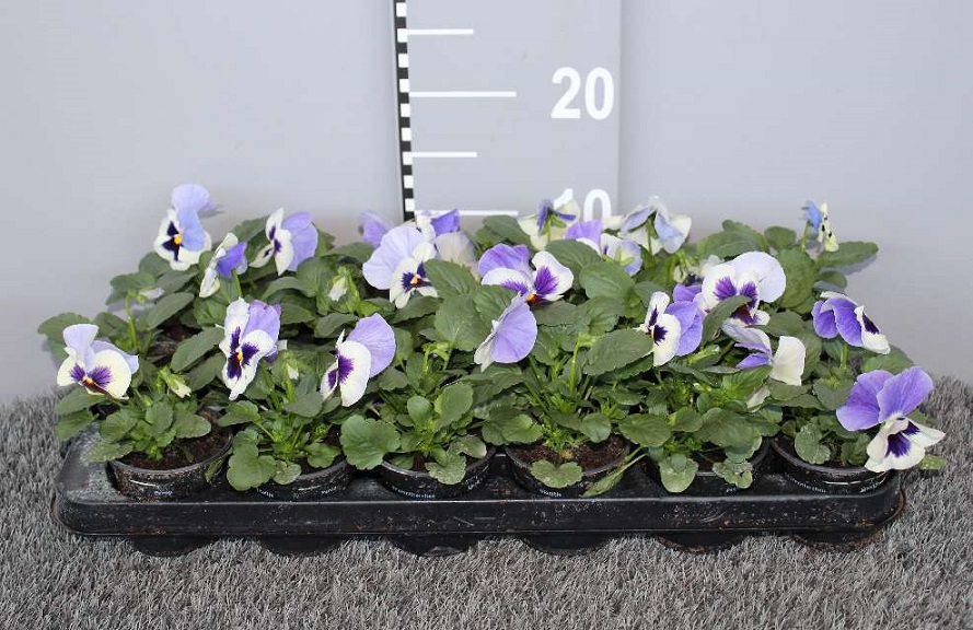 image produit VIOLA F1 HYBRIDE MELANGE D9