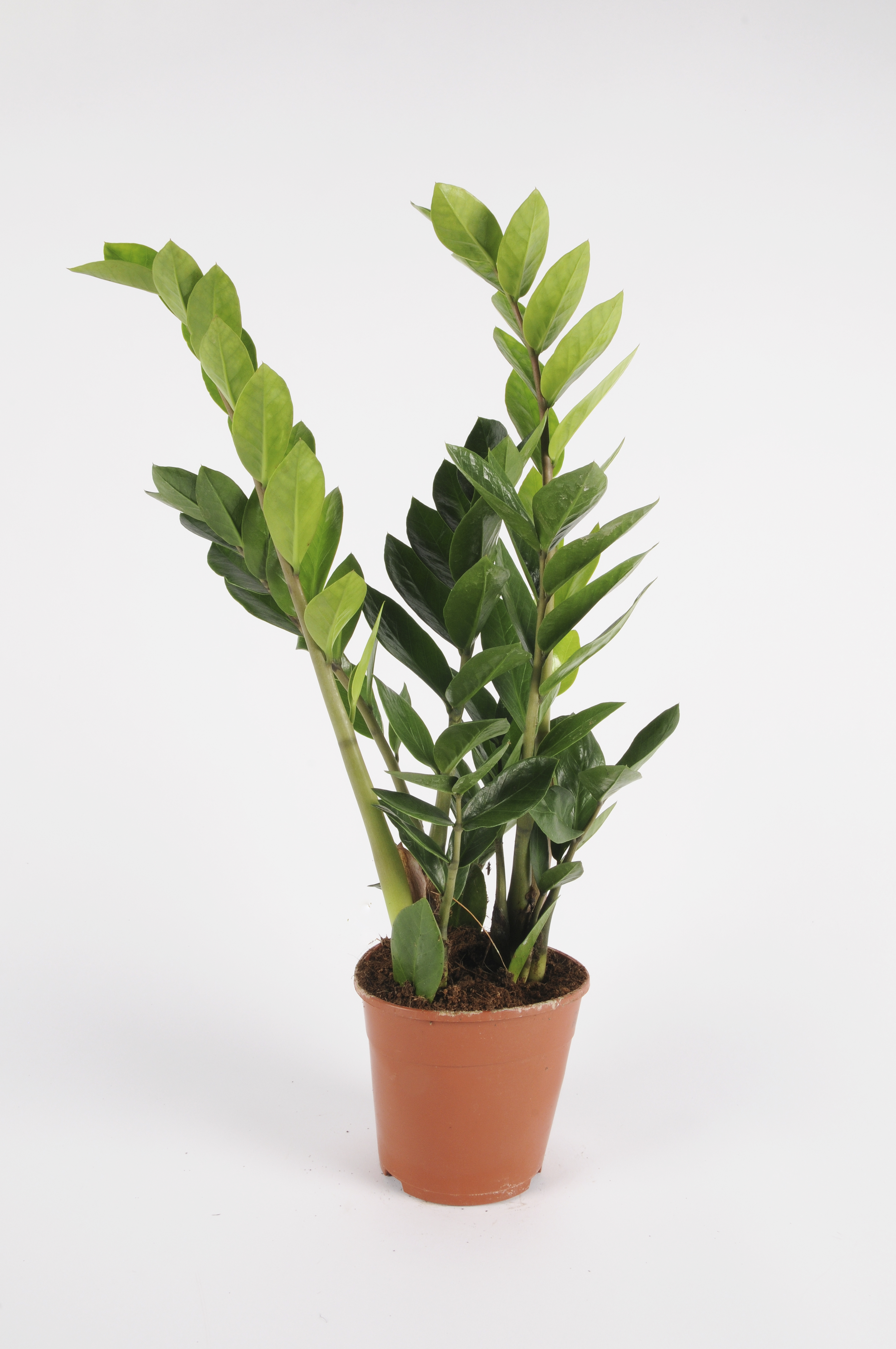 image produit ZAMIOCULCAS ZAMIIFOLIA D17